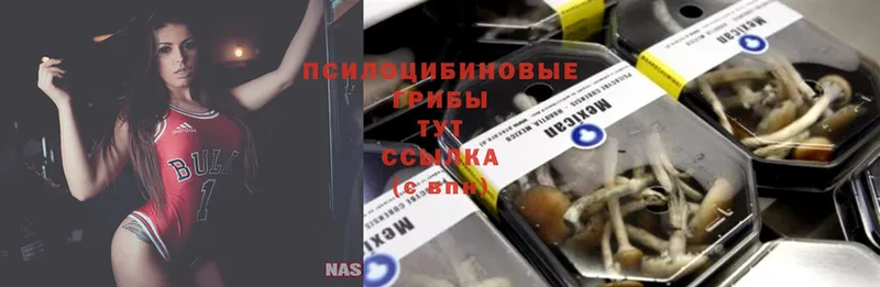 Галлюциногенные грибы Psilocybe  ссылка на мегу ссылки  Зерноград  магазин продажи наркотиков 